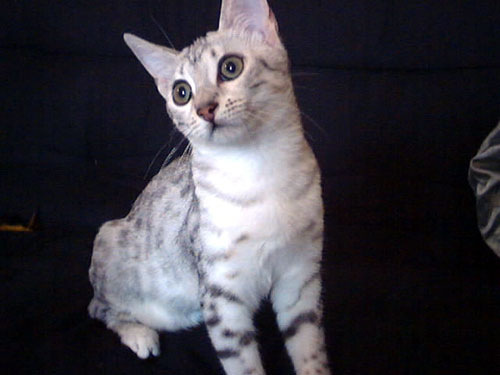 Cats