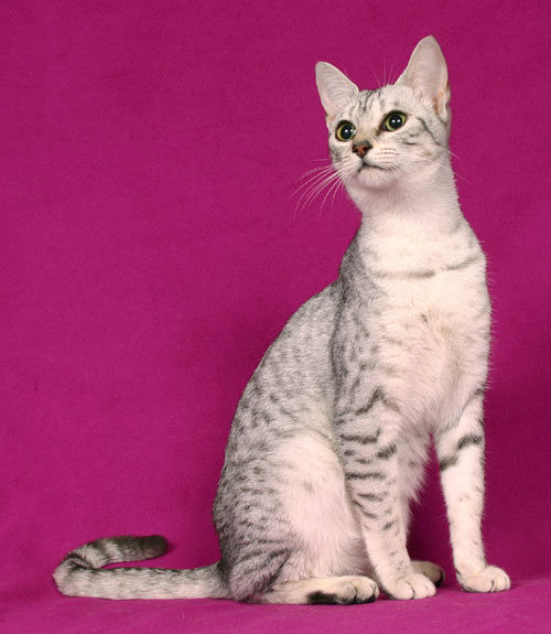 Cats