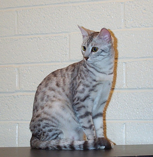 Silver Mau