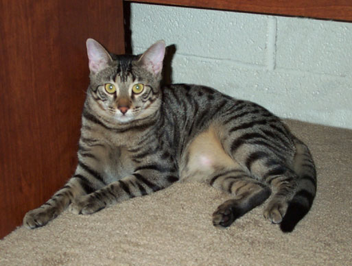bronze male