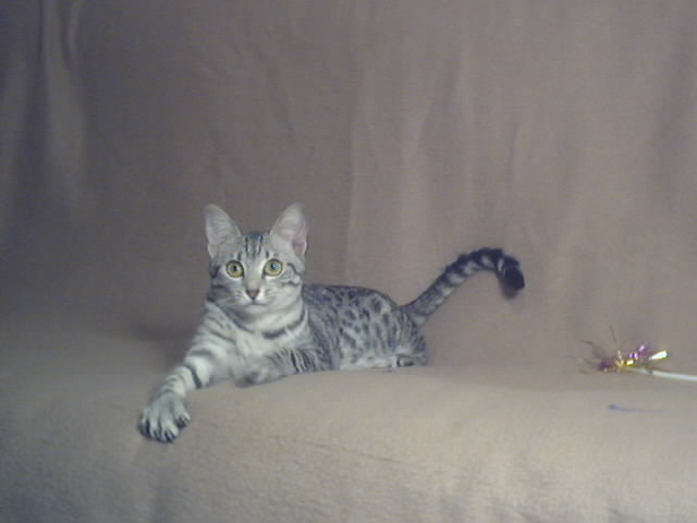 Cats