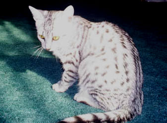 kittens