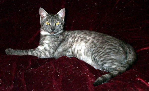 Smoke Egyptian Mau