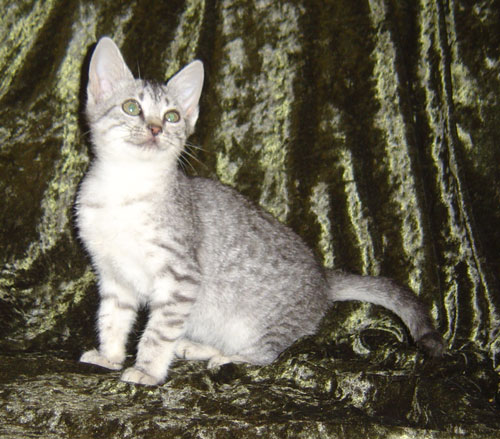 kittens