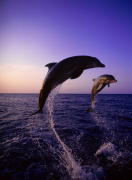 dolphinclassic.jpg (4687 bytes)