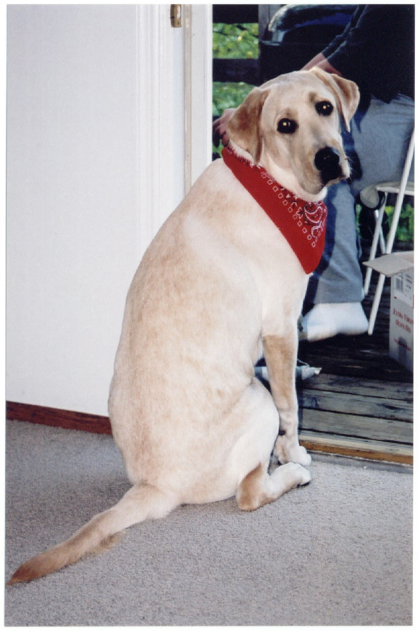 Ty the yellow lab