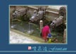喷泉边 Fountain