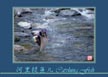 河里捉鱼儿 Catching Fish