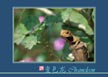 变色龙 Chameleon