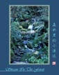 森林里的小溪流 Stream In The Forest