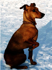 Suomen Mestari Daisy