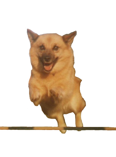 Hyppy