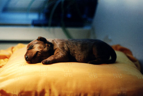 Puppy on a pillow