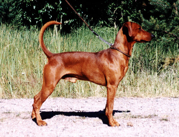 Zorro at Hanko dog camp 1999