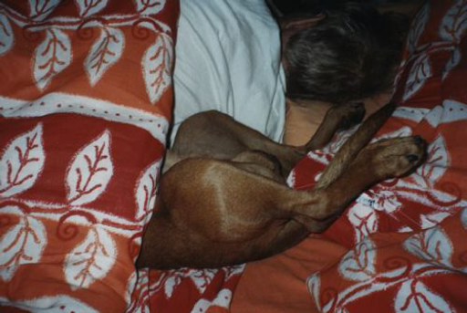 Sleeping Zorro