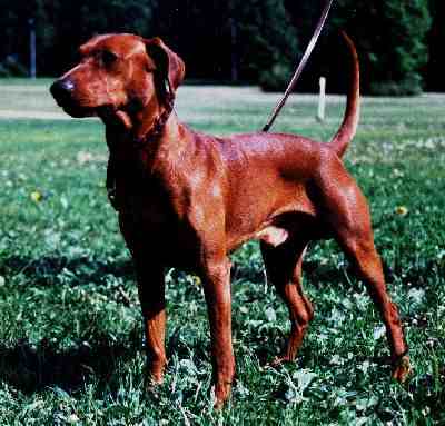 Club Specialty 1999