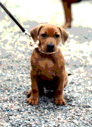 Hi, I�m Zorro. Welcome to our pages!