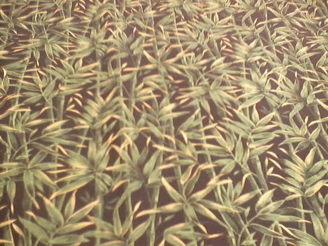 Bamboo Forest