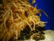 Anemonefish(Clownfish)