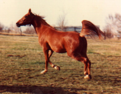 Hawk Hill Fancy x Silver Brae Salisa