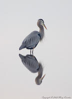 Heron. Photo courtesy www.photo.net