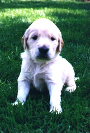 Me - as a puppy