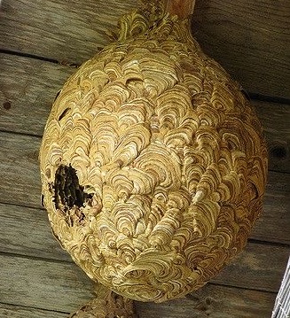 Wasp 2