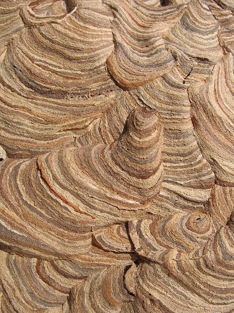 Wasp Nest