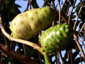 morinda citrifolia