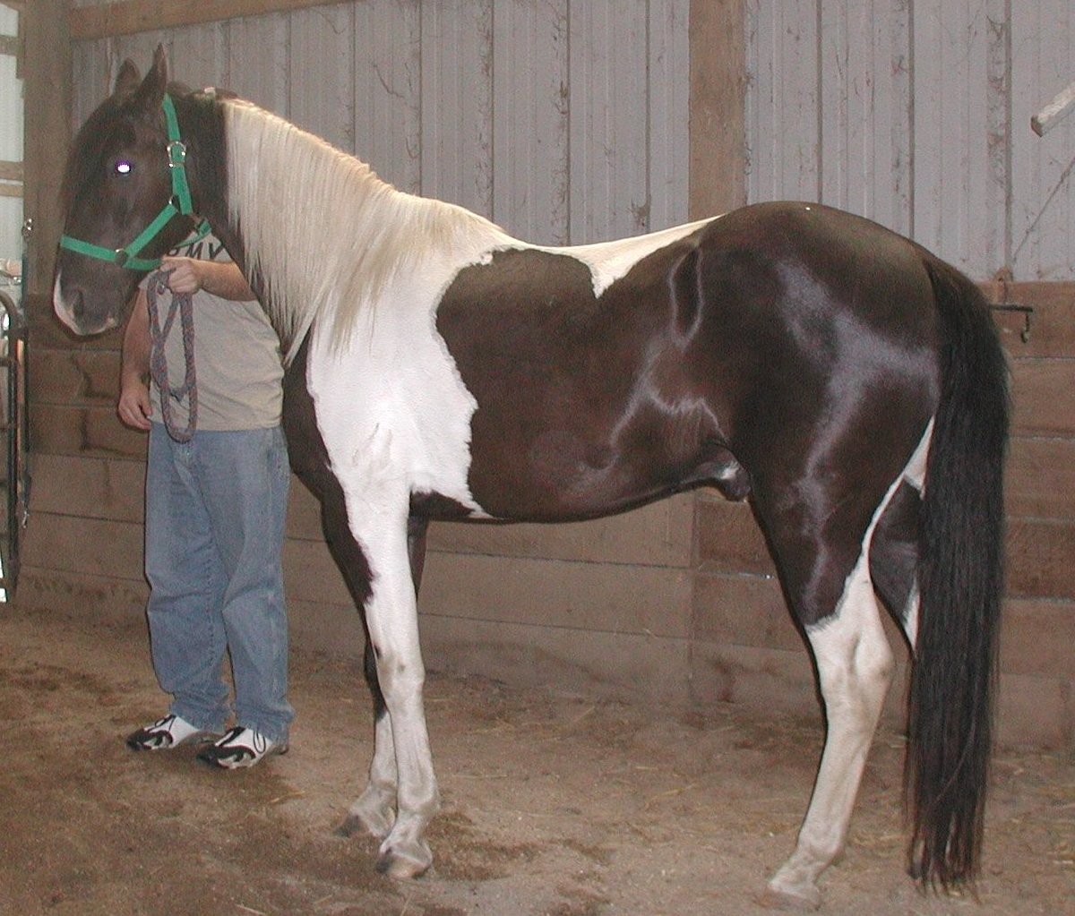 Lincoln is a gaited horse, he does the pace gait in addition to trot walk and lope !