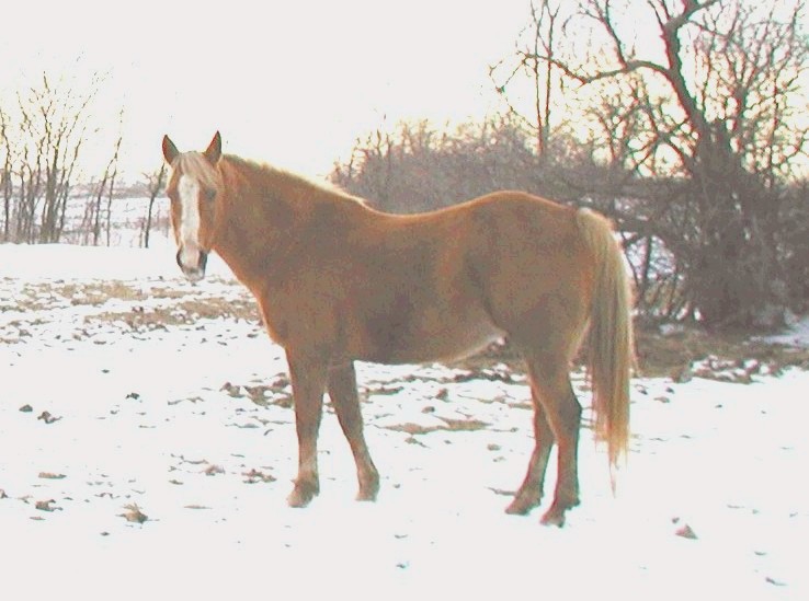 Ben is a QH that is large boned, about 1400 lbs 15'1"