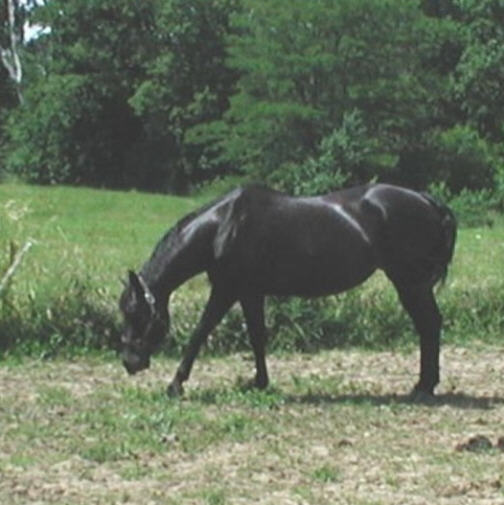 great beginner horse and our show horse 14'2"