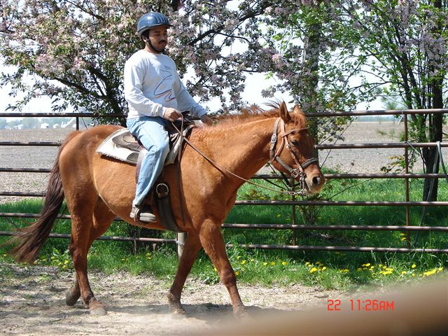 JayAre is a registered Paint horse own son of Ollie Norfleet at Breezy Bluff Riding Academy