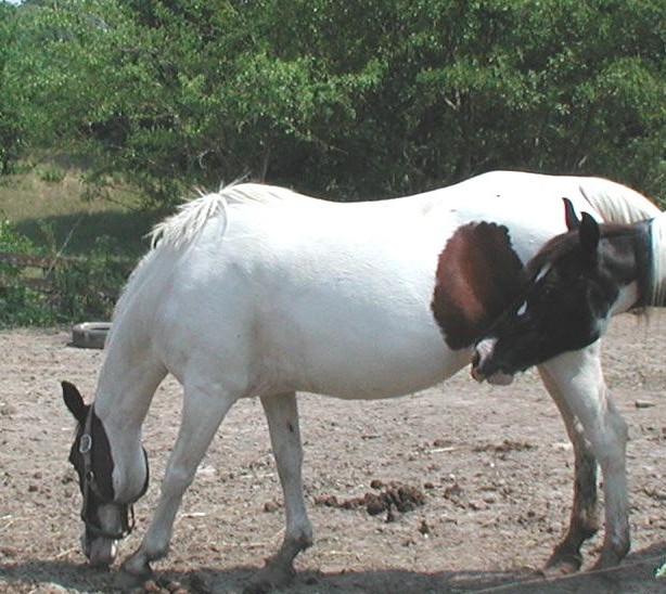 Arabian cross "Pintabian" starter horse 14 H