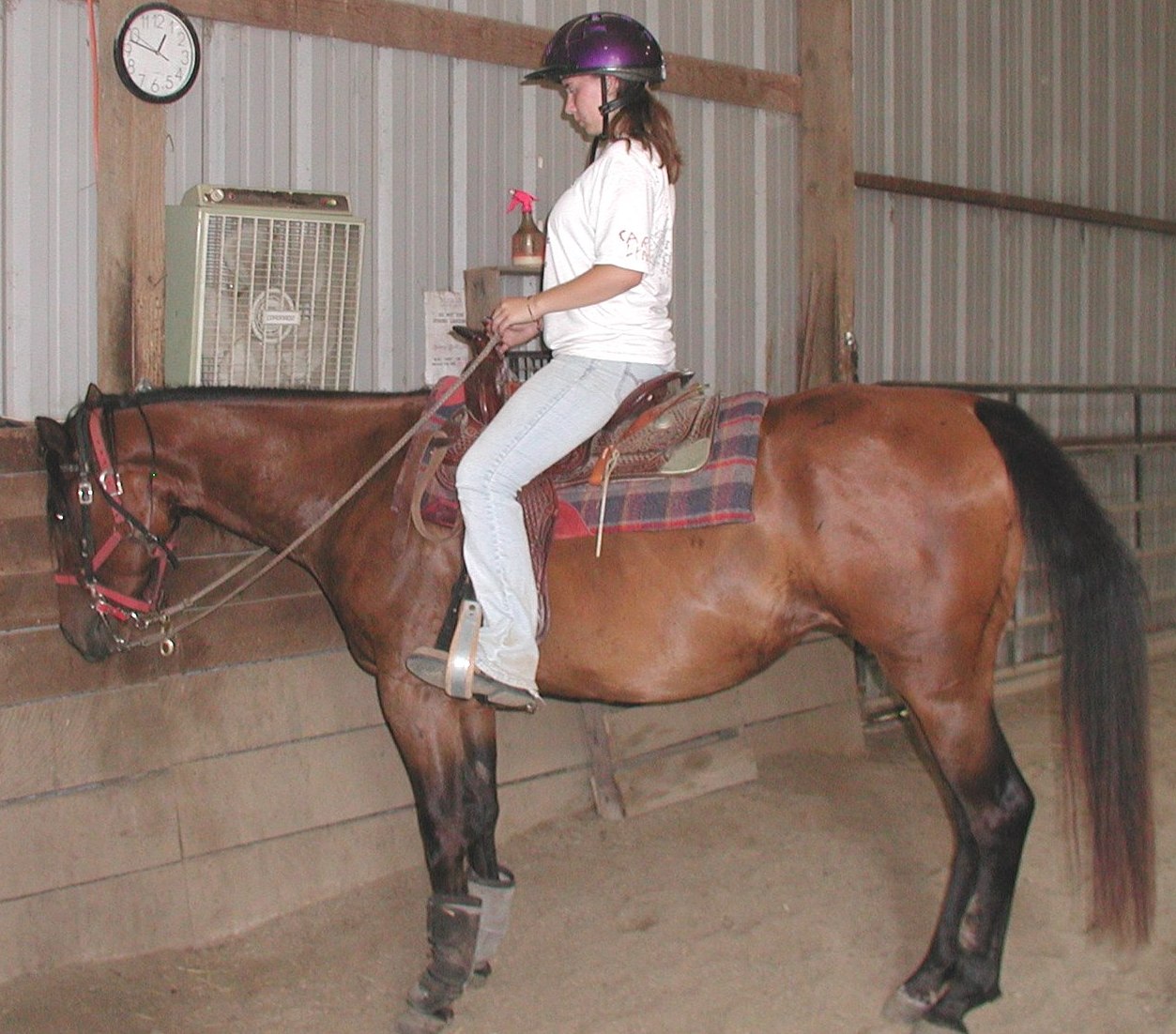 Scout was a rescue from killers made in to nice little horse