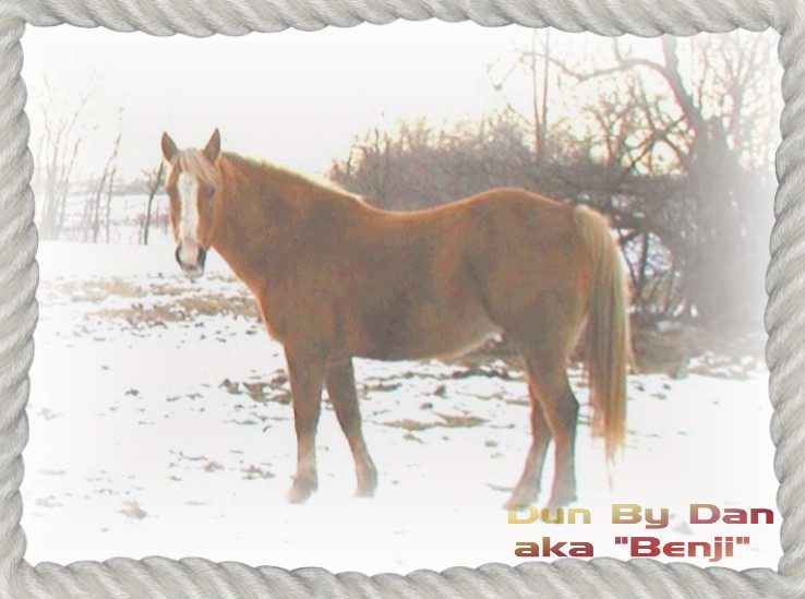 horses have&nbsp; fun in the snow before riding lessons