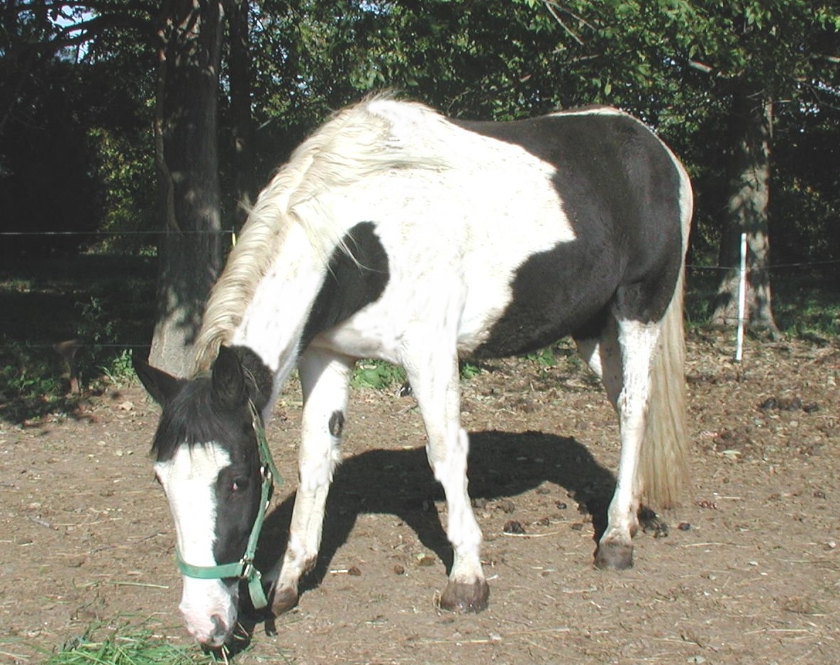 tacoma lesson horse at Breezy Bluff