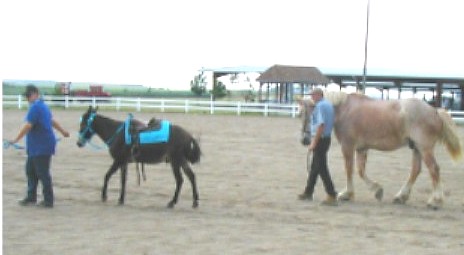 bentley shows up a lot smaller than the draft horse at firefall!