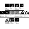 Evolution Storyboard