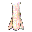 nose-wb.gif