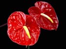 thumbnail of your picture 3