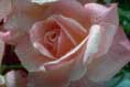 thumbnail of your picture 15