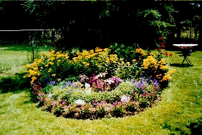 evening primrose, maltese cross, carpathian bell flower, castor bean plant, dianthus and 2 fuschias