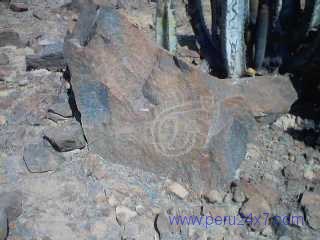 CANTACHECTA11