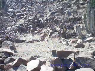 CANTACHECTA23