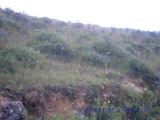 cantamarca33 