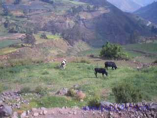 sanmiguelfarm