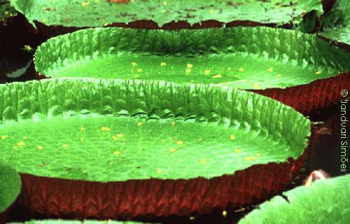 A floresta e sua complexidade