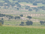 Encinas (tama�o ampliada 222 kb aprox.)
