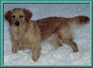 Golden Retriever